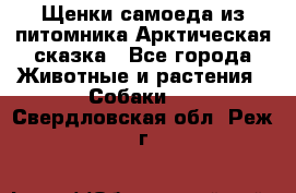 Щенки самоеда из питомника Арктическая сказка - Все города Животные и растения » Собаки   . Свердловская обл.,Реж г.